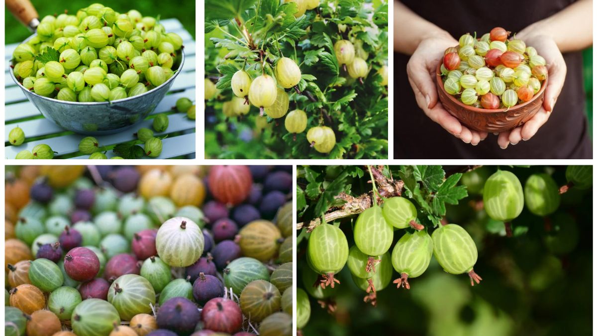 Which Country Produces the Most Gooseberries Globally?