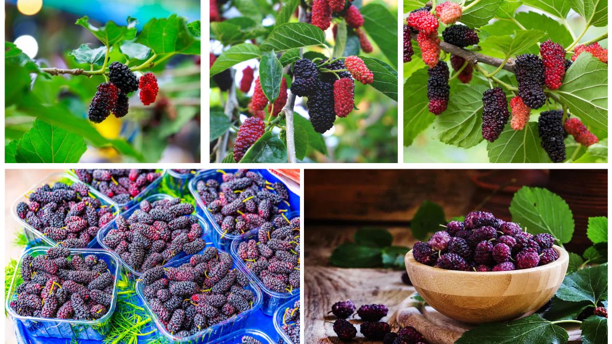 Which Country Is the World’s Top Mulberry Producer?