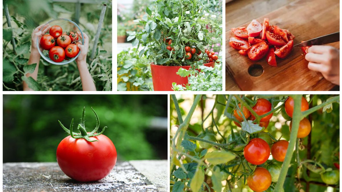 Which Country Produces the Most Tomatoes Worldwide?