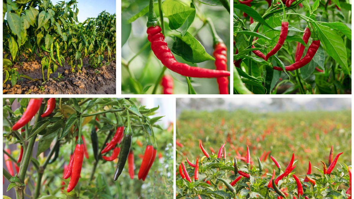 Which Country Is the Largest Chili Pepper Producer Globally?