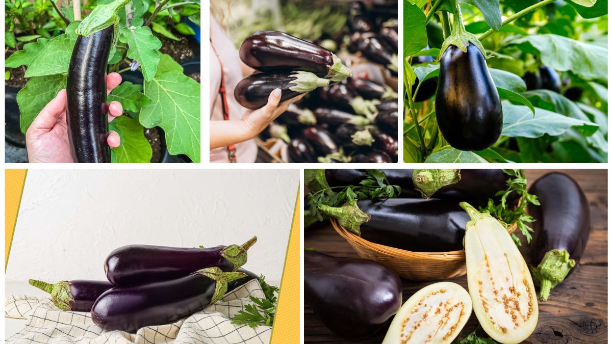 Which Country Is the World’s Top Eggplant Producer?