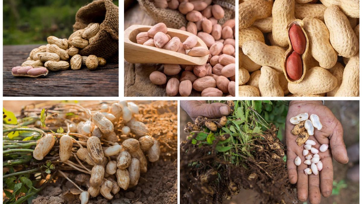 Which Country Is the Largest Groundnut Producer Worldwide?