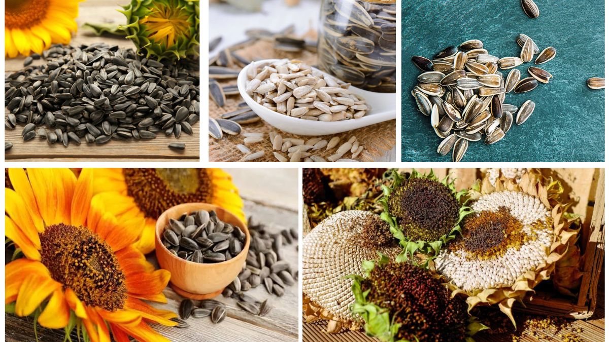 Which Country Produces the Most Sunflower Seeds Globally?