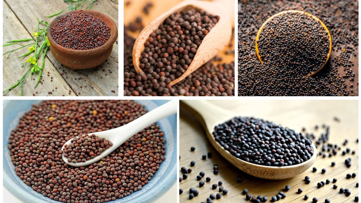 Which Country Is the World’s Top Mustard Seed Producer?