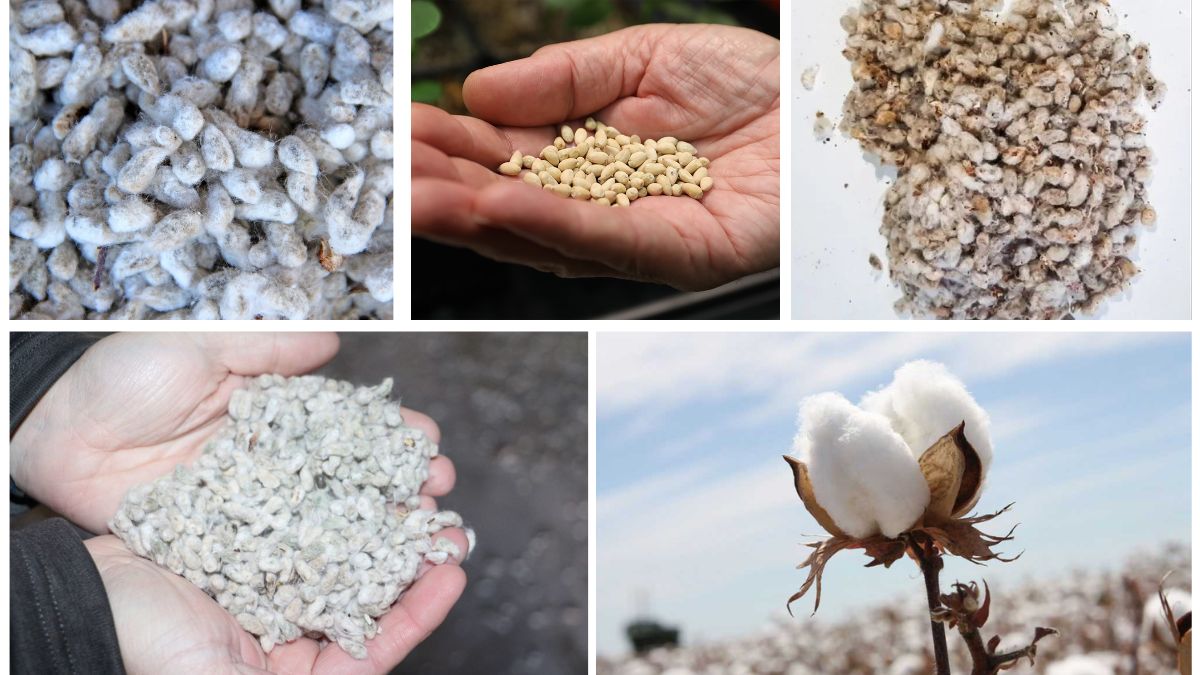 Which Country Is the Largest Cottonseed Producer Globally?