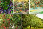 5 Best Fruit Trees for Small Backyards
