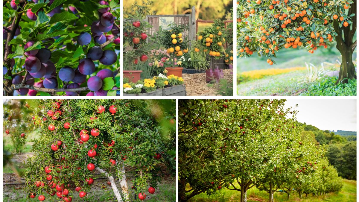 5 Best Fruit Trees for Small Backyards