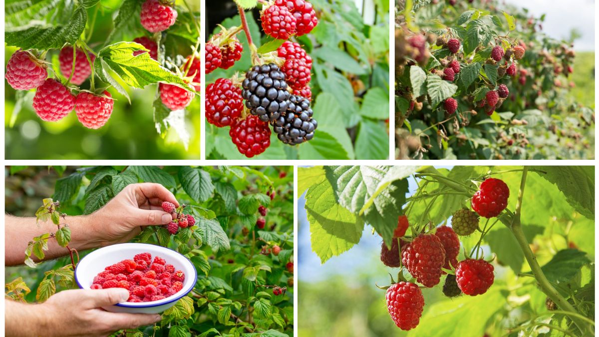 How to Grow Raspberries for an Abundant Summer Harvest