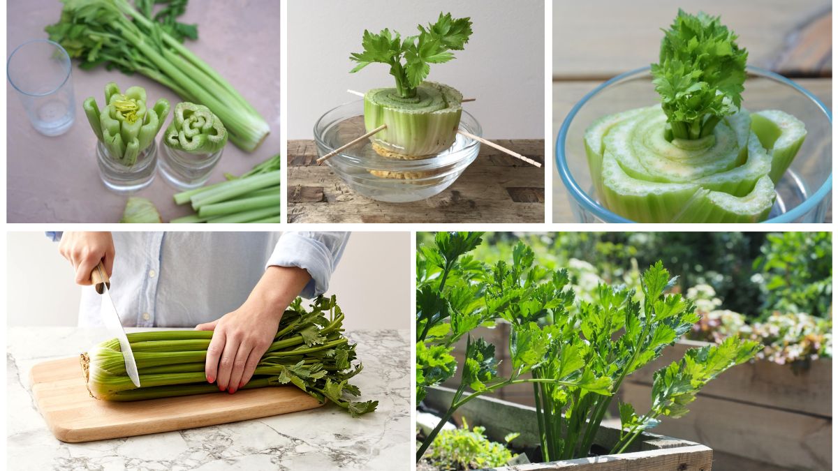 How to Plant Celery From Kitchen Scraps