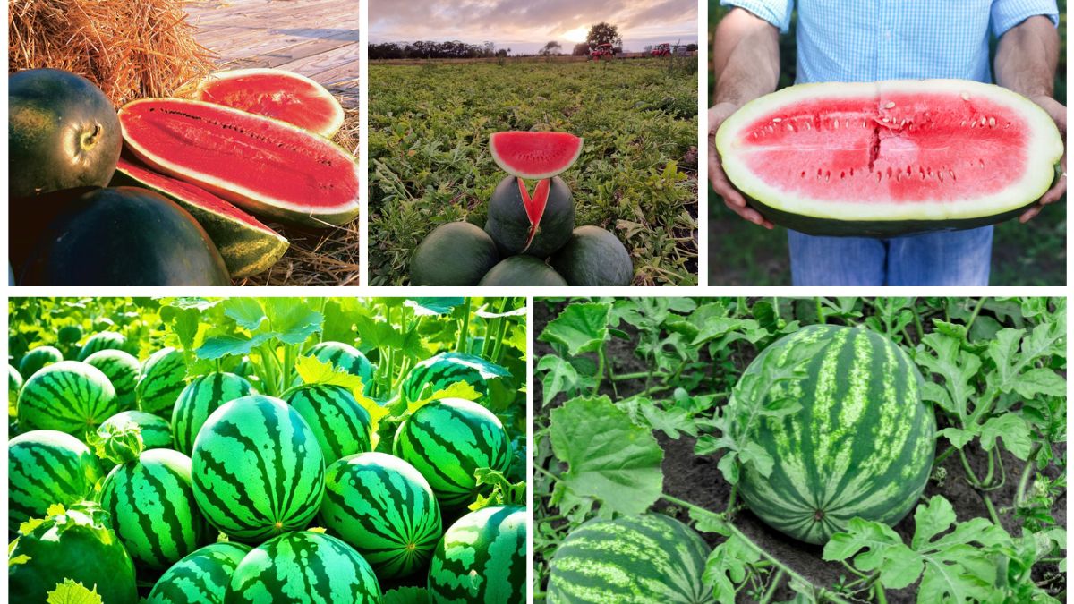 The Secret to Growing Bigger, Sweeter Watermelons