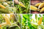 How to Grow Corn in Small Spaces for Sweet Summer Ears