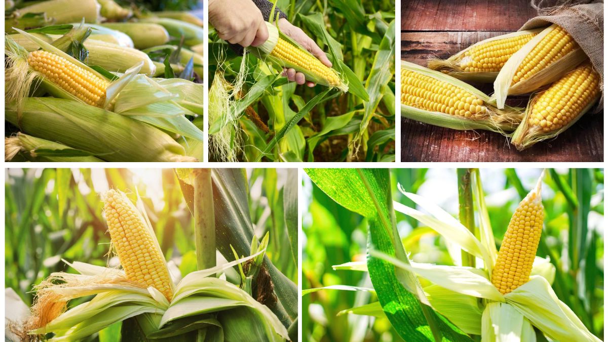 How to Grow Corn in Small Spaces for Sweet Summer Ears