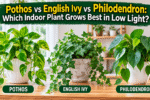 Pothos vs English Ivy vs Philodendron: Which Indoor Plant Grows Best in Low Light?